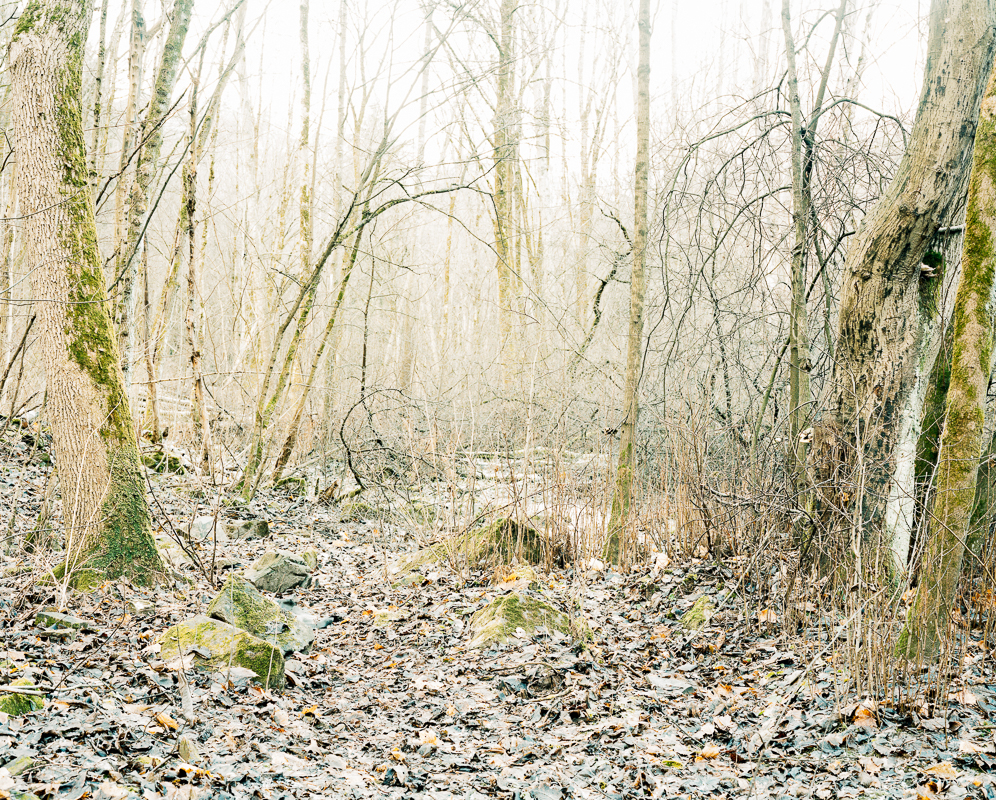 Hazy cold forrest from Alna by Bjørnar Øvrebø