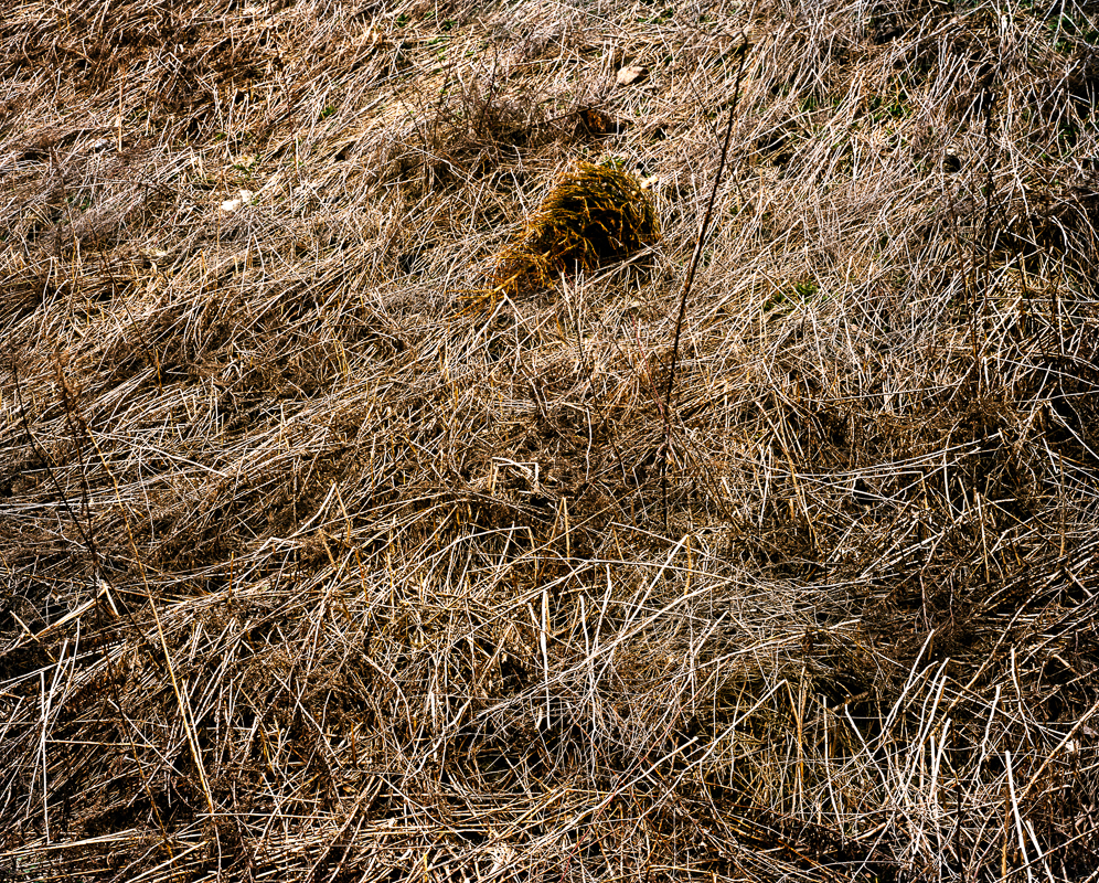 Rotten Christmas tree from Alna By Bjørnar Øvrebø