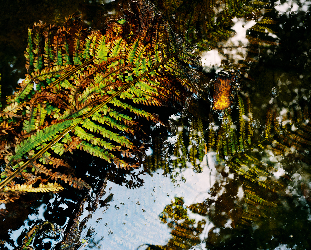 Bracken leaves in water from Alna by Bjørnar Øvrebø