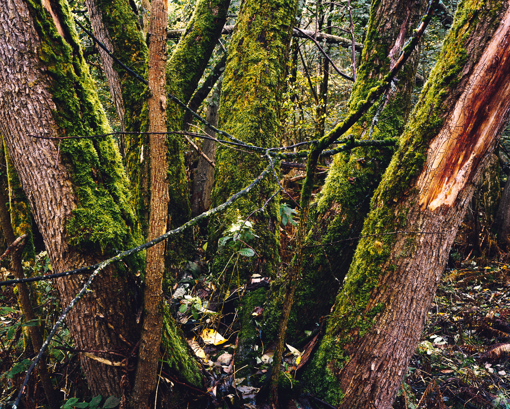 Green trees from Alna by Bjørnar Øvrebø